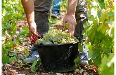 Vendanges