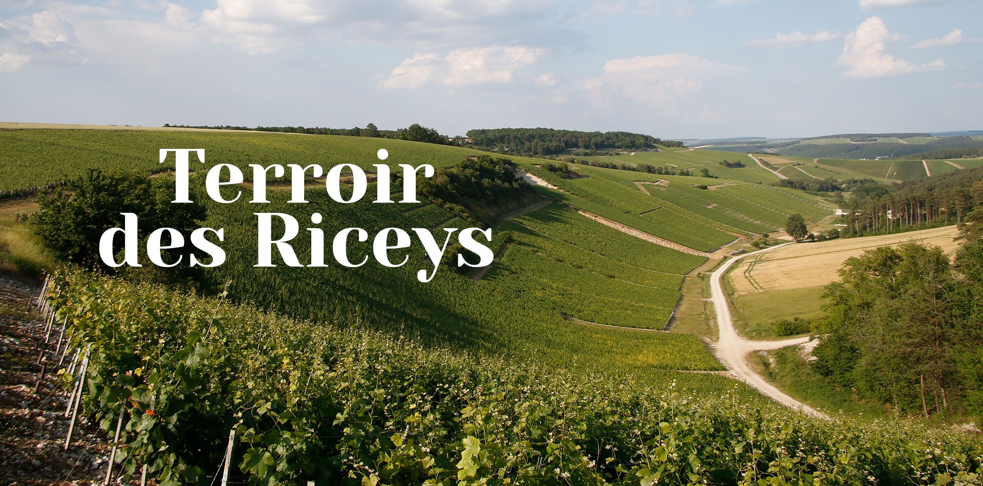 Terroir des Riceys